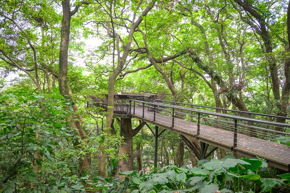 桃園奧爾森林學堂完整指南|樹屋木棧道與兒童遊樂設施玩法解析 11 桃園奧爾森林學堂|樹林、木棧道、金屬扶手、樹冠、綠葉。茂密林木間建有高架木棧道,金屬欄杆延伸穿梭於樹幹與枝葉之間,底層