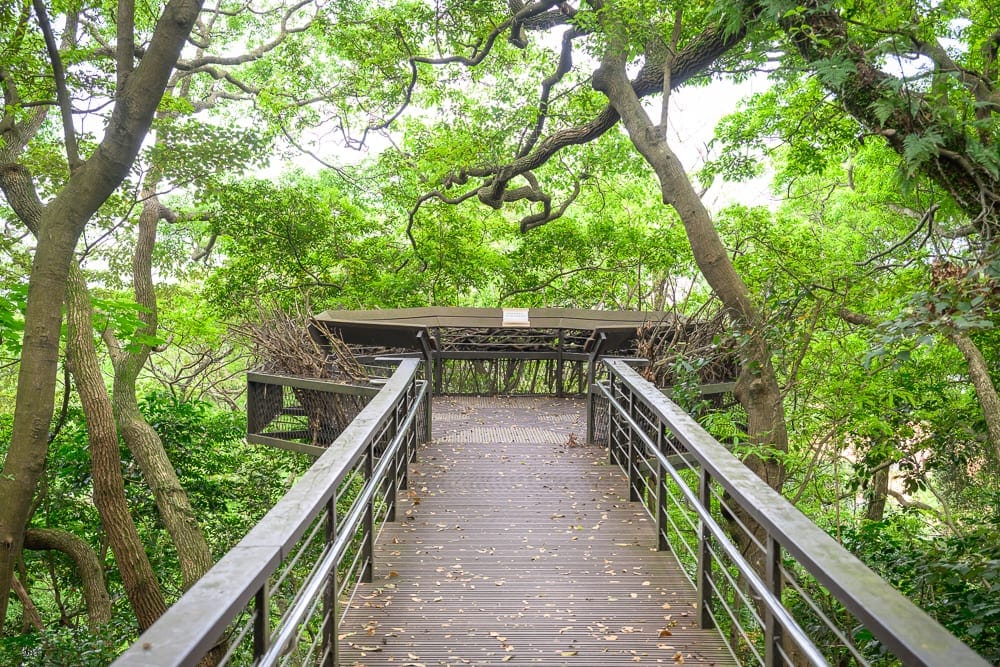桃園奧爾森林學堂完整指南|樹屋木棧道與兒童遊樂設施玩法解析 9 桃園奧爾森林學堂|木棧道、金屬扶手、樹林、枝幹、觀景平台,林木茂密環繞,地面散落枯葉,枝條交錯掩映,視野向前方平台延伸