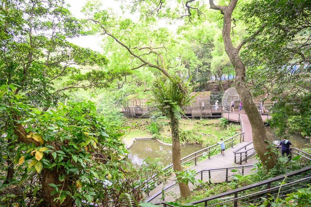 桃園奧爾森林學堂完整指南|樹屋木棧道與兒童遊樂設施玩法解析 8 桃園奧爾森林學堂|樹林、木棧道、水池、遊客,綠意盎然的自然景觀。高大的喬木與茂密的灌木叢環繞,木棧道穿梭其間並設有欄杆