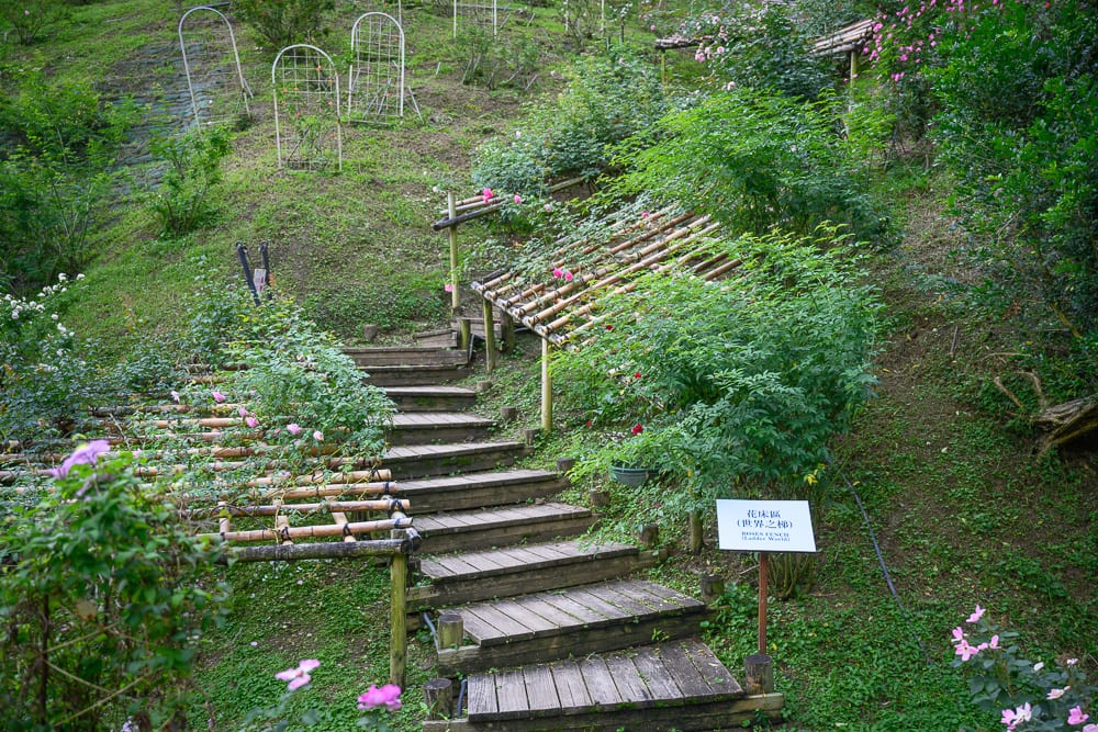 苗栗雅聞七里香玫瑰森林｜木棧道，階梯，竹架，花架，綠草地，灌木叢，植物標示牌，山坡，戶外花園。