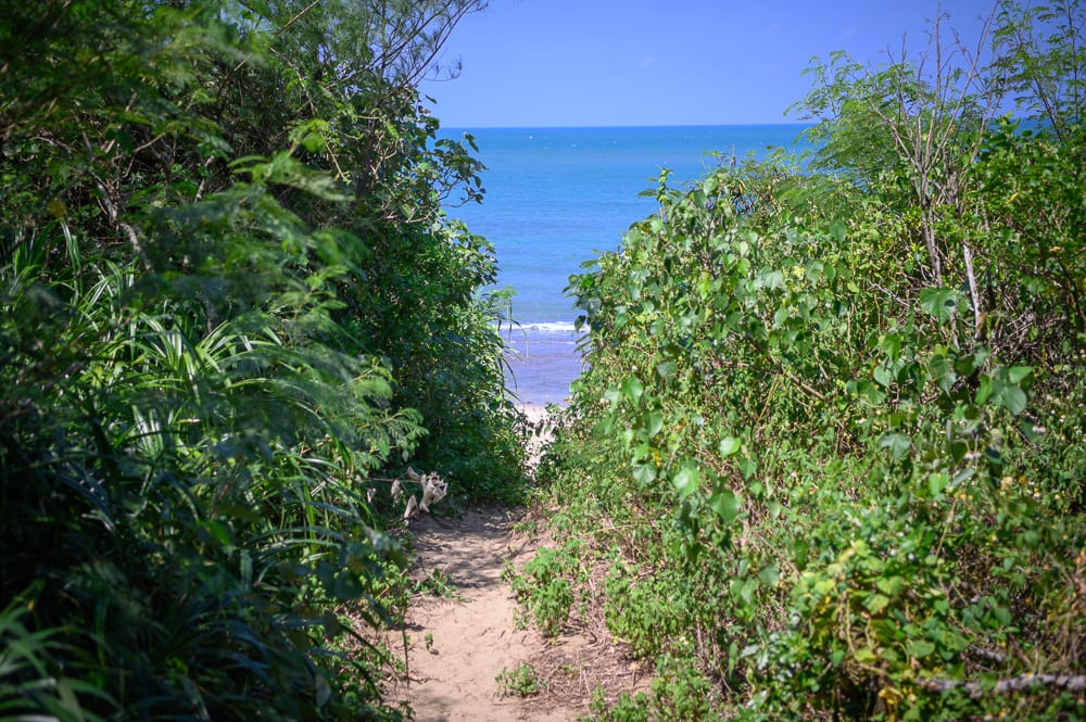 新北麟山鼻步道｜沙灘、小徑、綠樹、海邊。茂密的灌木叢夾道形成一條通往海岸的沙土小徑，盡頭可見藍色的海平面與天空。