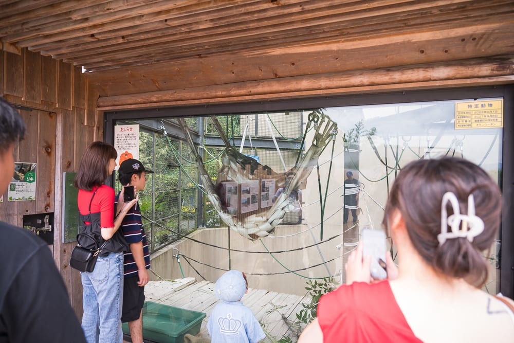 日本福岡-福岡市動植物園｜木造建築、玻璃窗、遊客、動物園、網狀吊床、告示牌、手機。遊客站在木造觀景台內，隔著大型玻璃窗注視室內