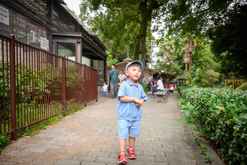 日本福岡-福岡市動植物園｜男孩、街道、欄杆、樹木、建築物，鋪面磚石步道上有穿著藍色短袖套裝的幼童正向前行走，左側為咖啡色金屬柵