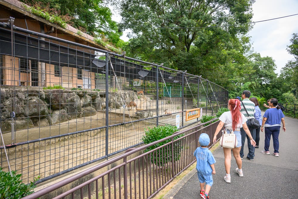 日本福岡-福岡市動植物園 袋鼠與大象的戶外動物區