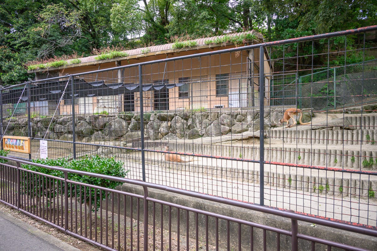 日本福岡-福岡市動植物園｜鐵網、圍欄、動物園、袋鼠、平房、石牆、階梯、綠樹，戶外動物收容展示區，金屬欄杆區隔參觀通道與獸舍，地