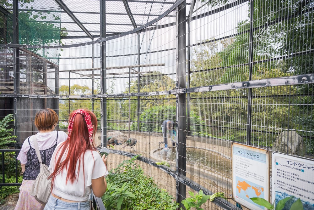 日本福岡-福岡市動植物園｜兩名女性遊客背對鏡頭，站在大型戶外鳥籠外側。籠內沙地、水池與綠樹造景中可見孔雀走動，右側設有圖文解說