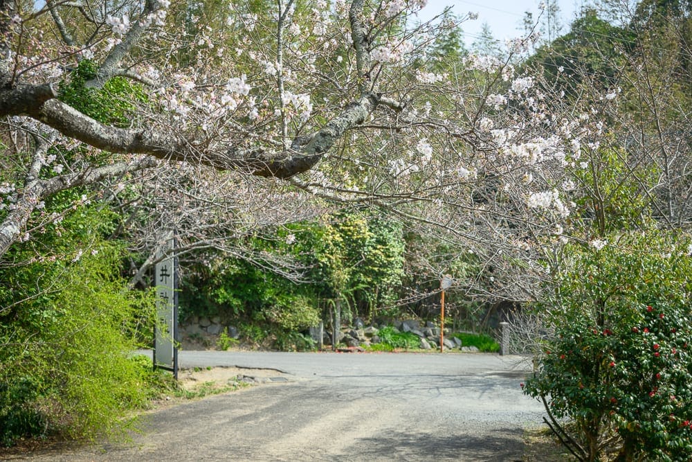 日本福岡-櫻井神社｜櫻花樹，道路，招牌，樹林，山坡，石牆。繁茂的櫻花枝幹橫跨路面上方，粉白花朵點綴枝頭，下方為灰白柏油路