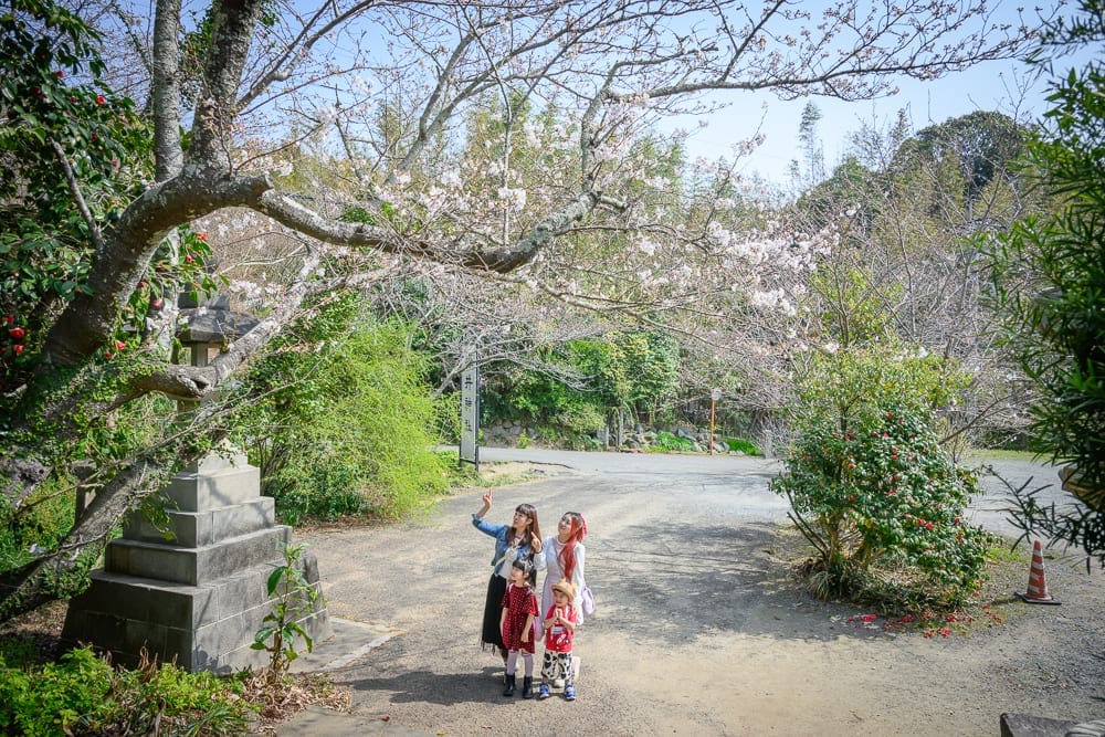 日本福岡-櫻井神社｜戶外，櫻花，石燈籠，柏油路，樹木，四人。兩名成人與兩名孩童站在空地仰望開花的櫻花樹枝，一旁有階梯狀石