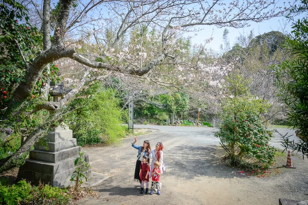 日本福岡-櫻井神社完整攻略|森林參道與御朱印造訪指南 12 日本福岡-櫻井神社|戶外,櫻花,石燈籠,柏油路,樹木,四人。兩名成人與兩名孩童站在空地仰望開花的櫻花樹枝,一旁有階梯狀石