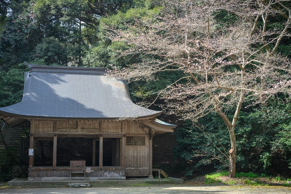 日本福岡-櫻井神社｜傳統木造建築、灰瓦屋頂、枯枝櫻樹、密林背景、泥土地面。深色灰瓦屋頂下為開放式木造結構，右側矗立一棵枝