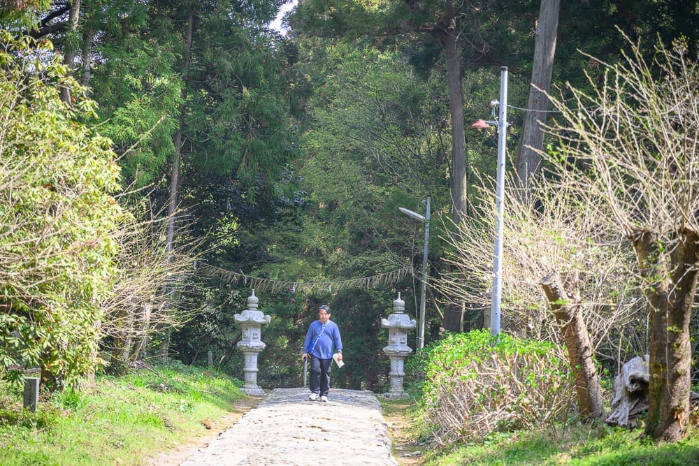 日本福岡-櫻井神社｜男子行走、石階步道、石燈籠、樹林、路燈，兩側草木茂盛，背景為高聳茂密的深綠樹冠，前方有枯枝與灌木叢交