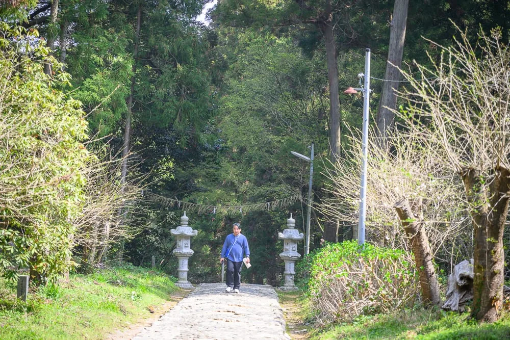 日本福岡-櫻井神社完整攻略|森林參道與御朱印造訪指南 11 日本福岡-櫻井神社|男子行走、石階步道、石燈籠、樹林、路燈,兩側草木茂盛,背景為高聳茂密的深綠樹冠,前方有枯枝與灌木叢交
