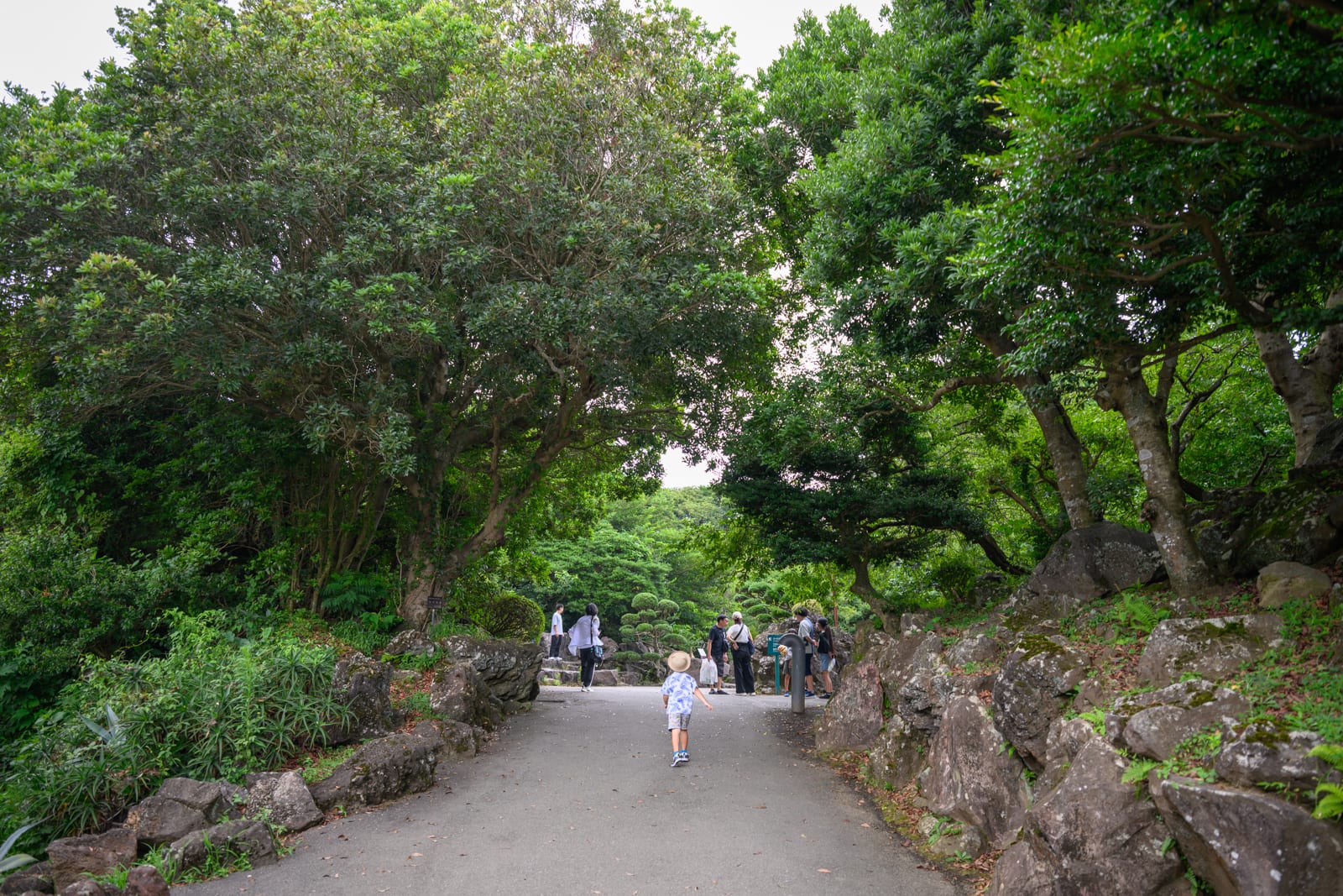 日本靜岡-伊豆仙人掌動物園｜步道，孩童，遊客，樹林，大石塊，綠葉。一名戴帽孩童在中央步道向前走，兩側為茂密綠樹與大小石塊組成的斜