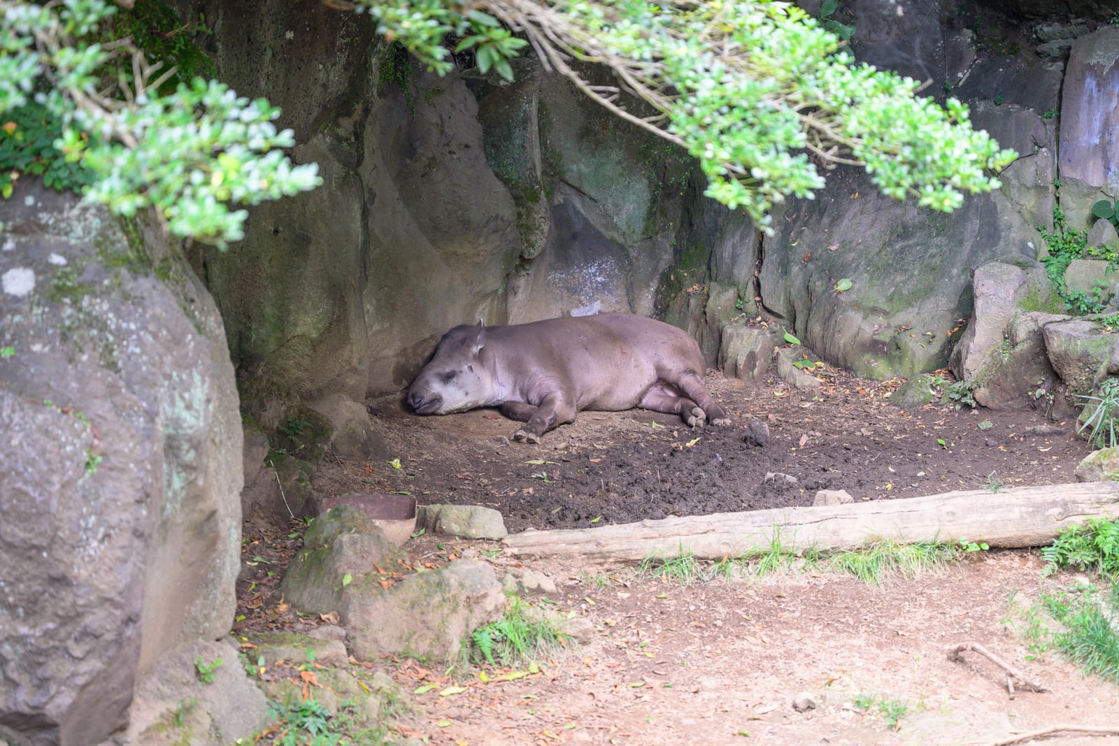 日本靜岡-伊豆仙人掌動物園｜馬來貘、岩壁、泥地、樹枝、綠葉。一隻馬來貘側躺在凹陷的岩壁下方泥地上，身體呈現深灰色。前方橫放一截木