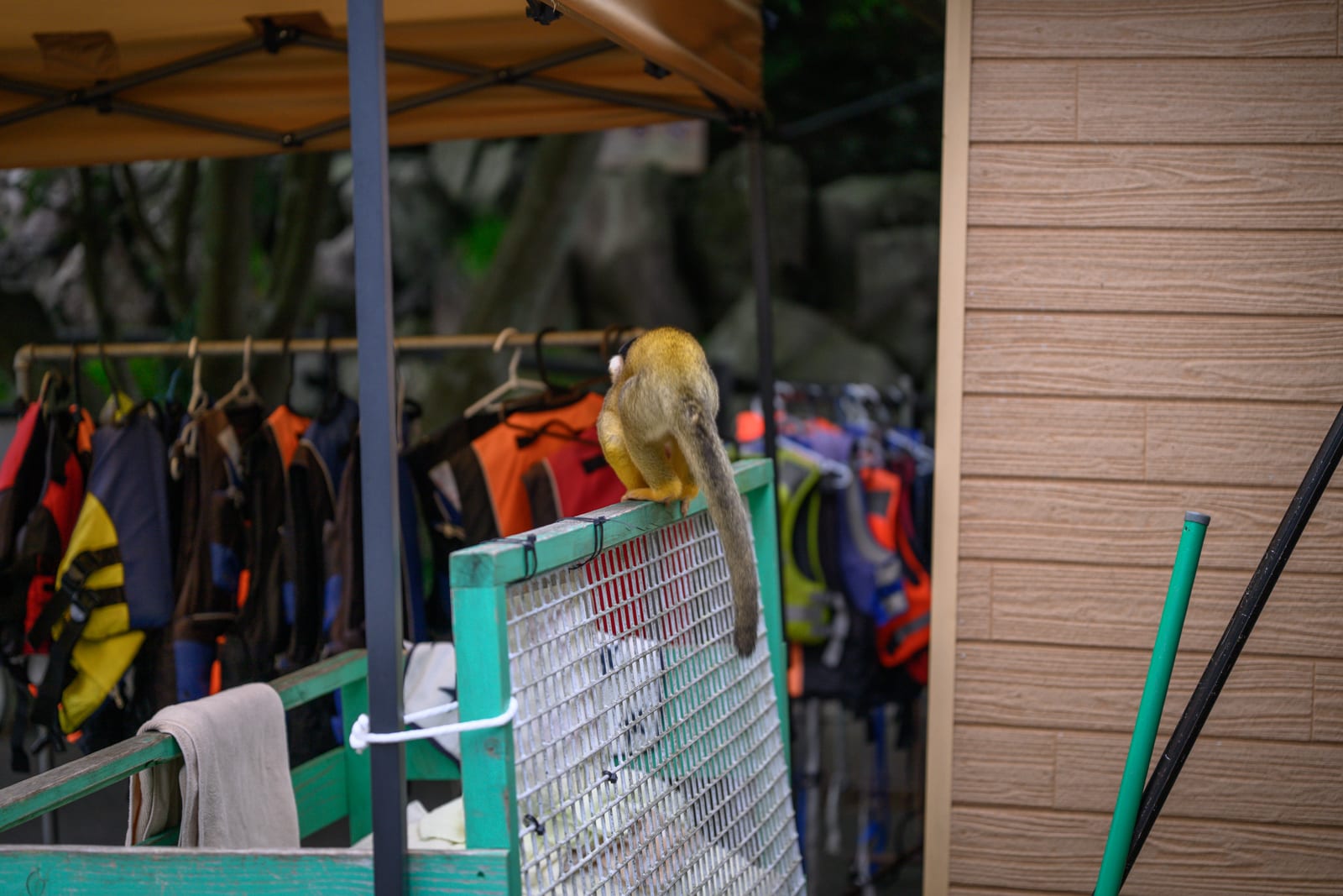 日本靜岡-伊豆仙人掌動物園 行前重點與現場環境