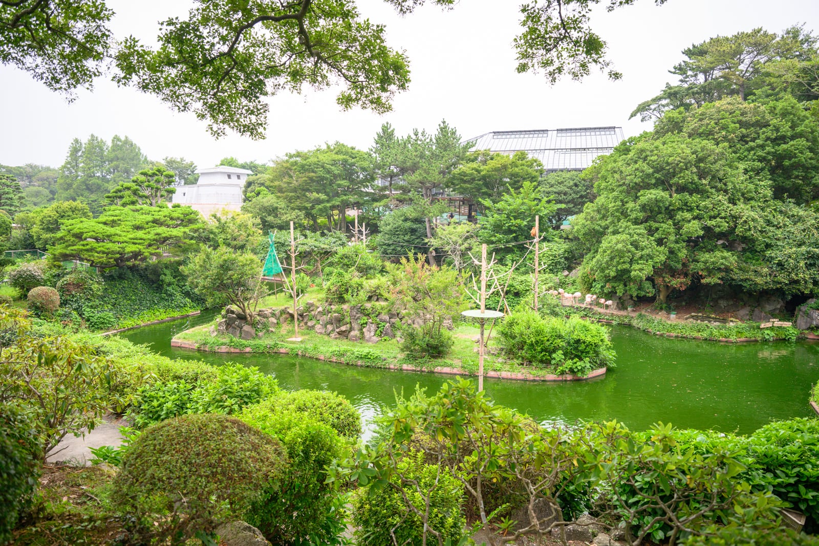 日本靜岡-伊豆仙人掌動物園｜戶外園區，綠水池，綠樹，灌木叢，草地島嶼，木造棲架，白色建築，陰天，茂密林木