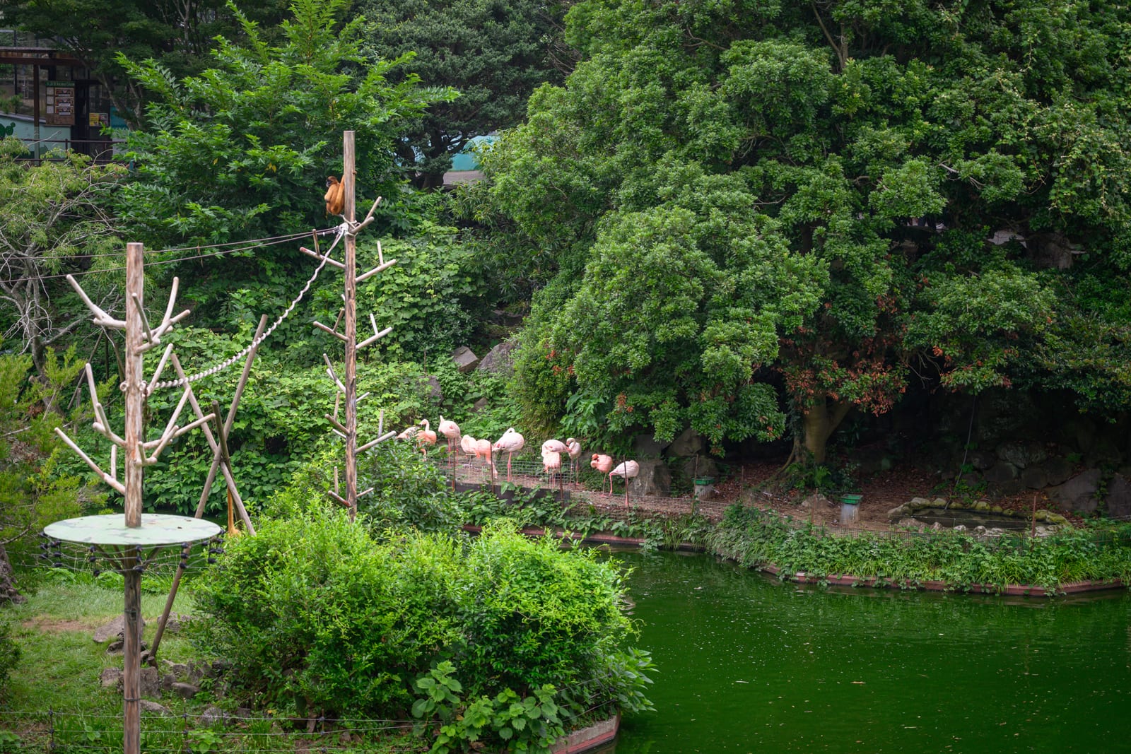 日本靜岡-伊豆仙人掌動物園 紅毛猩猩、馬來貘與粉紅鶴的戶外棲地