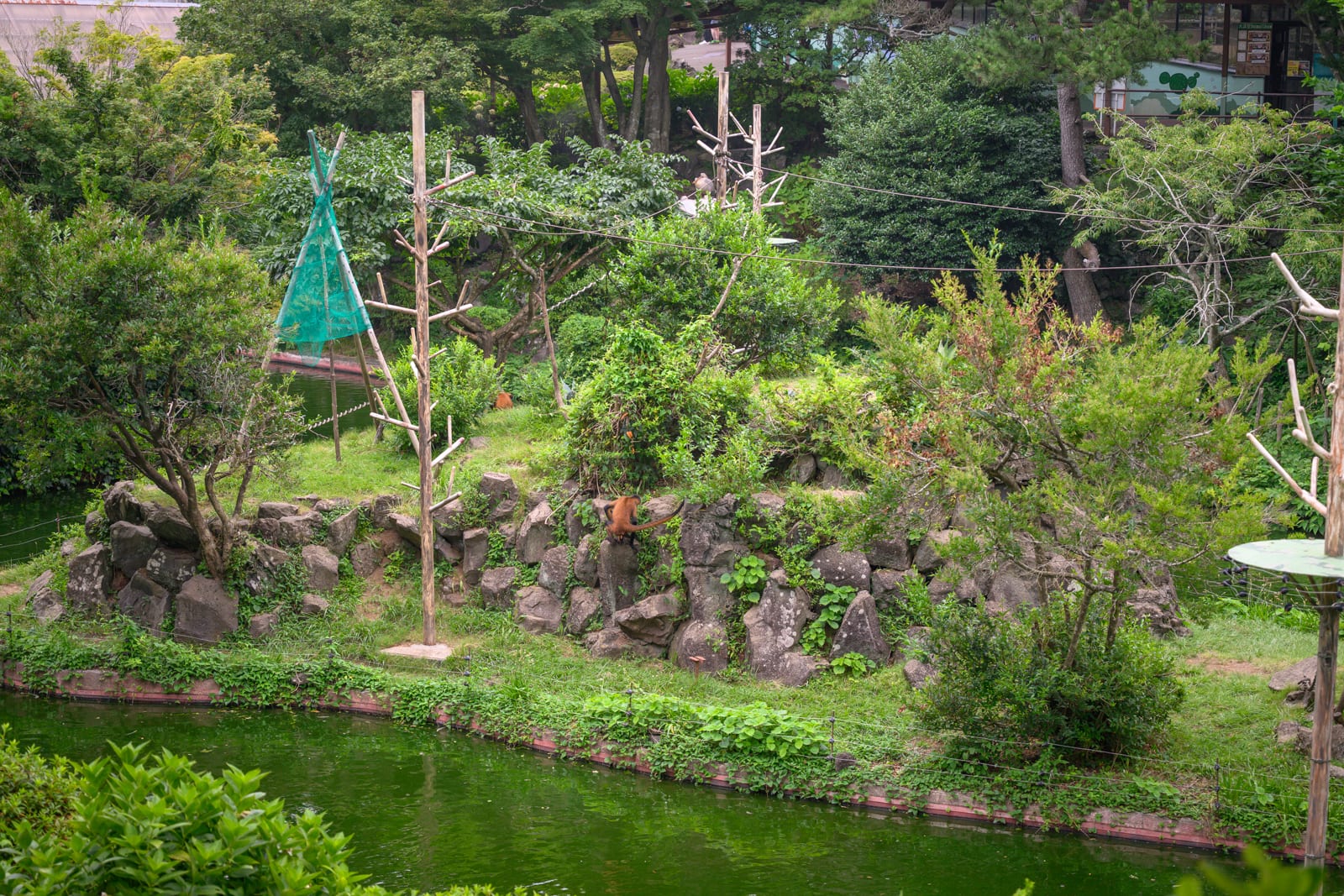 日本靜岡-伊豆仙人掌動物園｜綠水、石牆、樹木、木造攀爬架、猴子，戶外動物園展場。一隻紅毛猩猩在岩石間行走，周圍被綠樹與綠色河水環