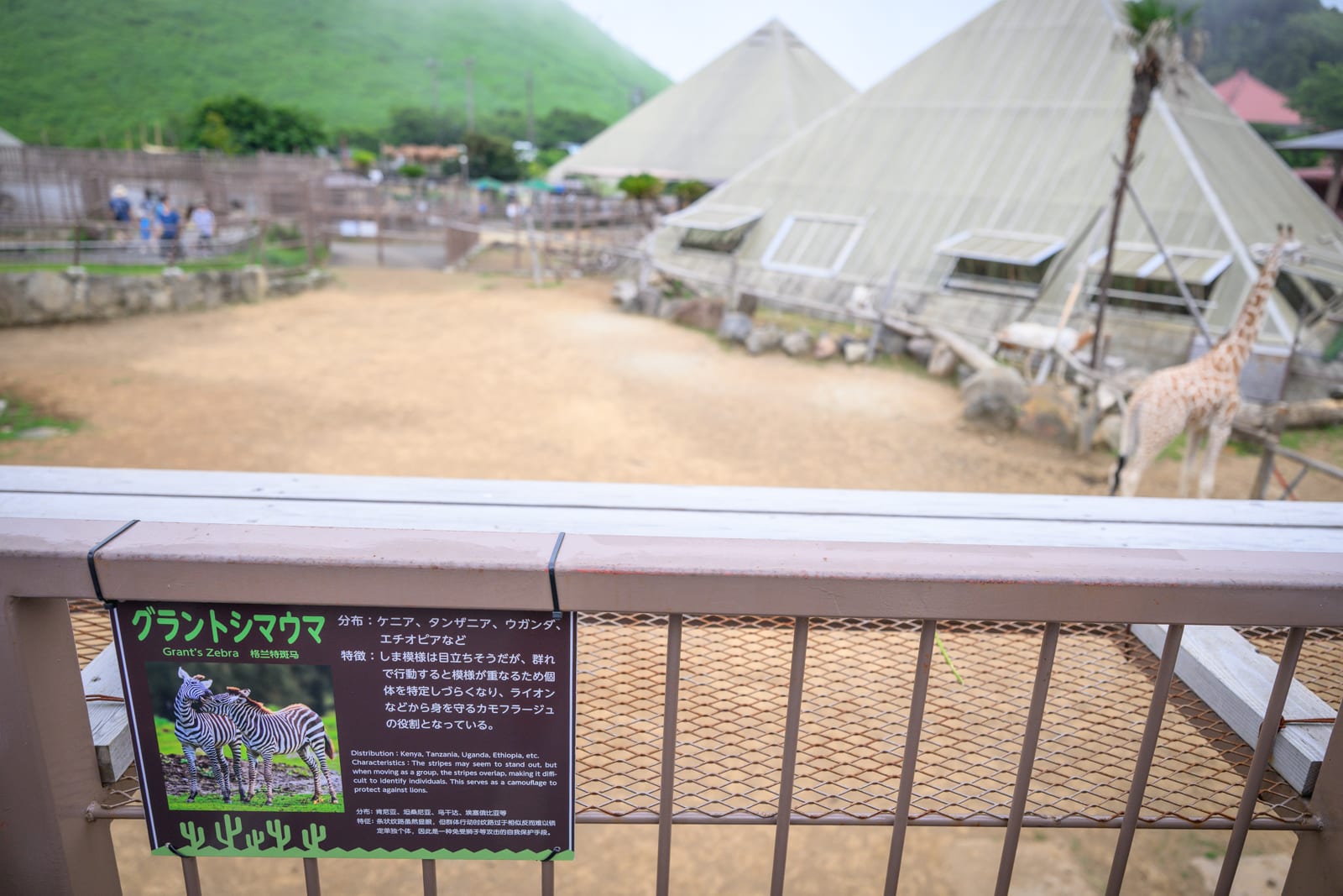日本靜岡-伊豆仙人掌動物園 從伊東前往的方法與現場注意事項