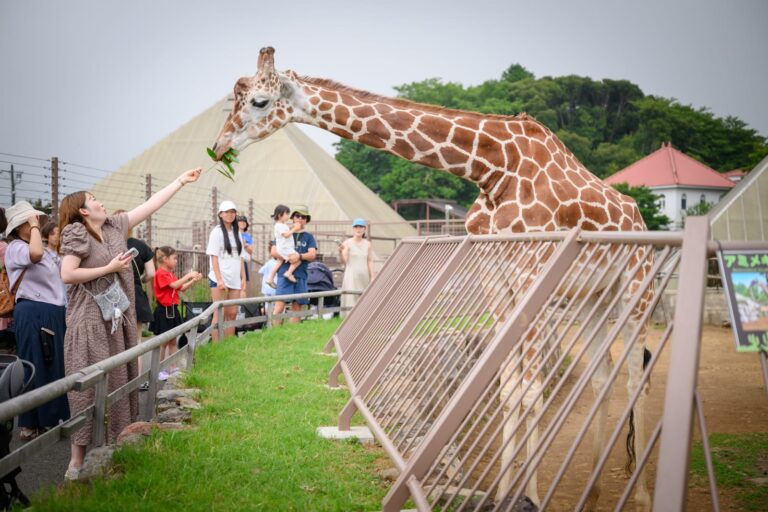 日本靜岡-伊豆仙人掌動物園｜動物園、長頸鹿、柵欄、遊客、草地、樹木。長頸鹿探頭吃著遊客手中的綠葉，周圍有多位遊客站在金屬柵欄外觀