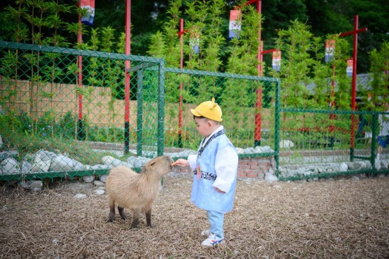花蓮張家韓園完整指南|韓服體驗與小動物互動 9 花蓮張家韓園|小孩,水豚,鐵絲網,竹林,戶外,草地。穿著藍白傳統服飾與黃帽的小孩站在土地上,手持胡蘿蔔餵食一隻水豚