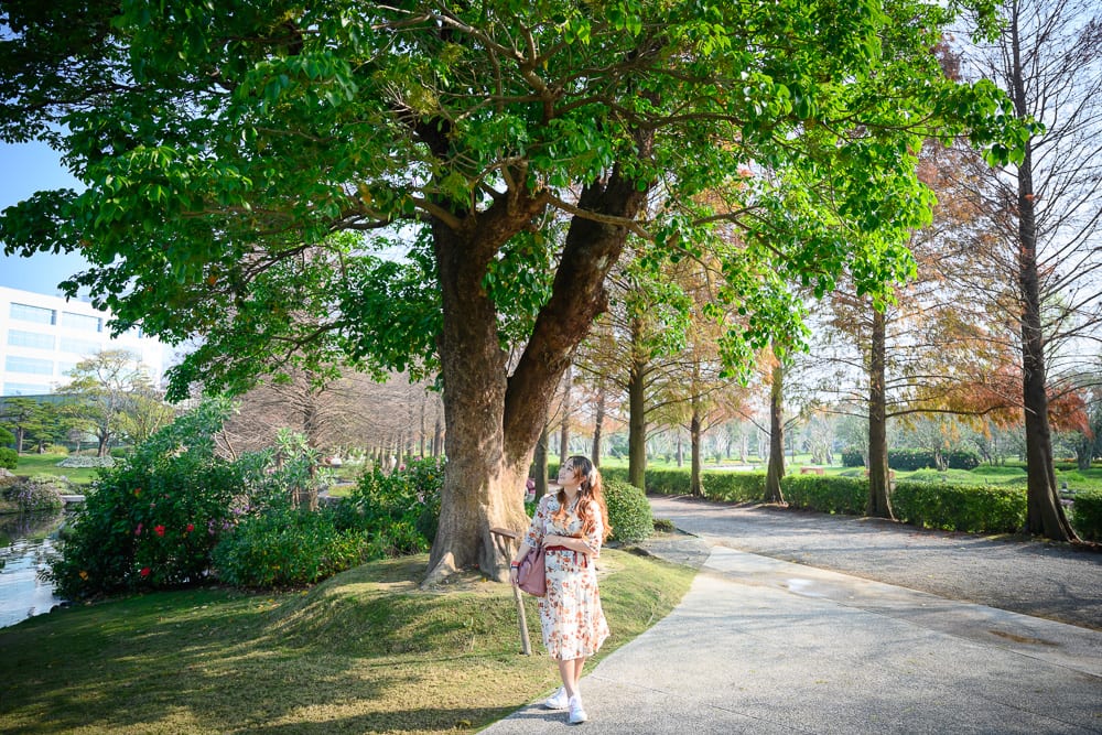 彰化成美文化園 落羽松步道、庭園漫步與文化展覽