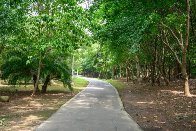 新北林口樂活公園｜道路、樹林、草地、樹木，一條灰色的柏油小徑向前延伸，路面有斑駁光影，兩側被茂密的綠樹與枝葉夾道覆蓋，