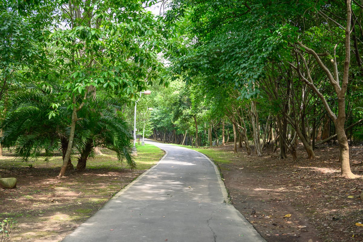 新北林口樂活公園｜道路、樹林、草地、樹木，一條灰色的柏油小徑向前延伸，路面有斑駁光影，兩側被茂密的綠樹與枝葉夾道覆蓋，