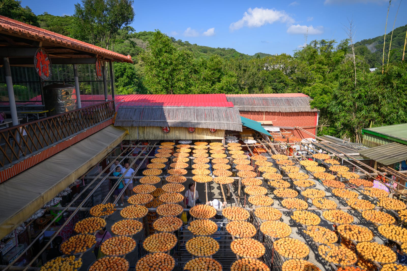 新竹新埔味衛佳柿餅觀光農場|金黃曬柿場、九降風柿餅製程與柿染體驗 10 新竹新埔味衛佳柿餅觀光農場 產季的曬場與建築