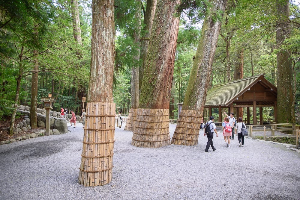 日本三重伊勢神宮｜高聳林木、碎石步道、木造亭子、遊客。古樹根部包覆竹片防護，灰色石子路面平坦開闊，遠處綠意盎然的樹林深