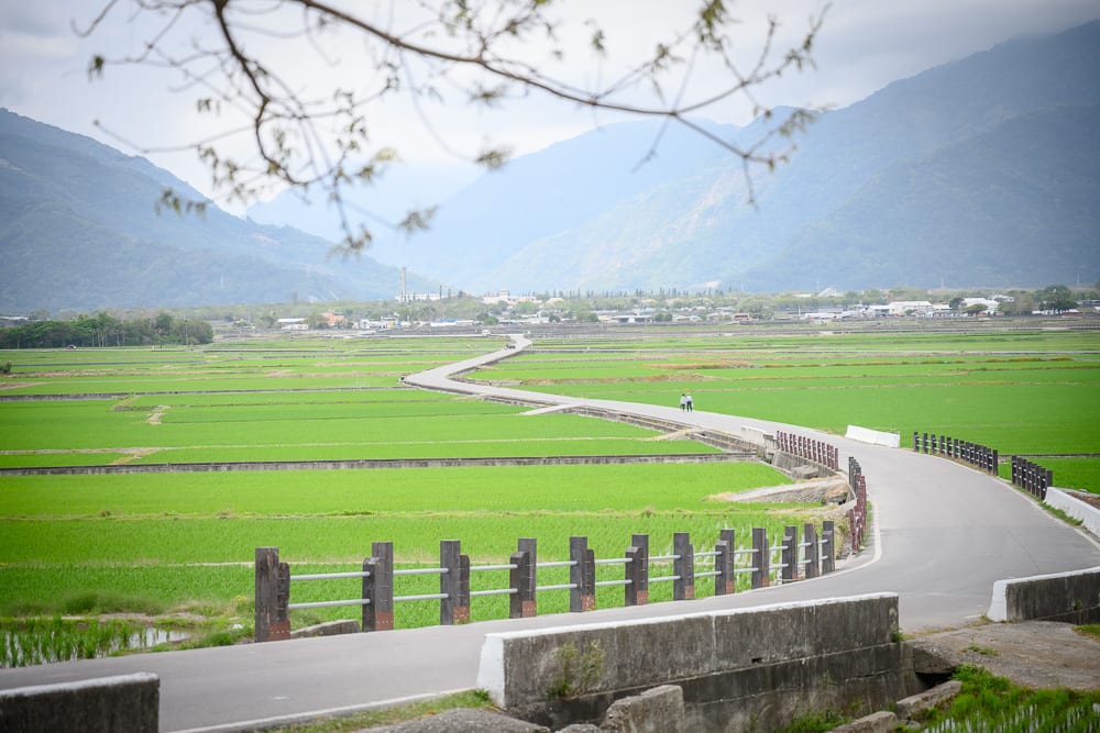 台東池上伯朗大道|沒有電線桿的稻田大道、金城武樹與縱谷山景散步攻略 7 台東池上伯朗大道 稻田中彎成 S 形的小路