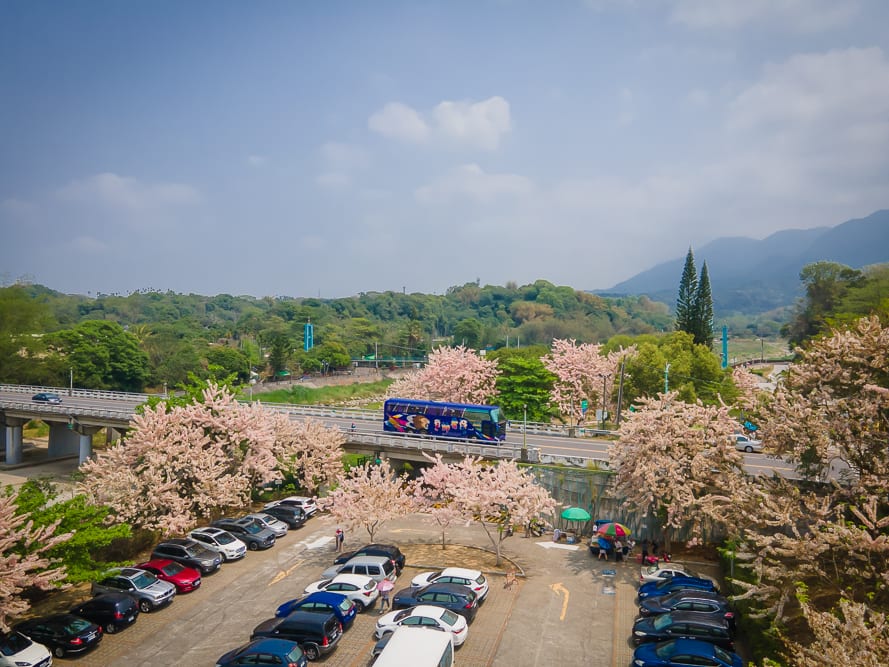 嘉義竹崎公園花旗木｜停車場，粉紅花樹，藍色遊覽車，高架橋，車輛，綠樹，山脈，藍天白雲。