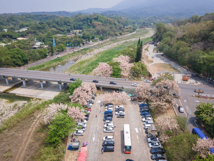 嘉義竹崎公園花旗木｜空拍視角下，停車場、車輛、橋、河流、粉紅花樹、綠樹、遠山。多輛汽車與一輛白色遊覽車停放於格線內，旁側道路上有行駛車輛，河川流經大片綠意與粉白色花樹群，遠方為層疊山脈。