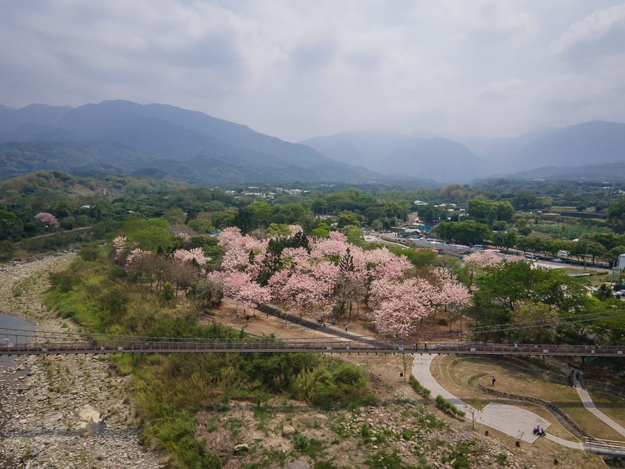 嘉義竹崎公園花旗木｜空拍視角下，遠山、溪流、橋、粉紅花樹、步道交織。雲層覆蓋天空，枯水期河床裸露灰白砂石，綠地與櫻花叢群聚，橫跨河流的吊橋上有零星行人步行。