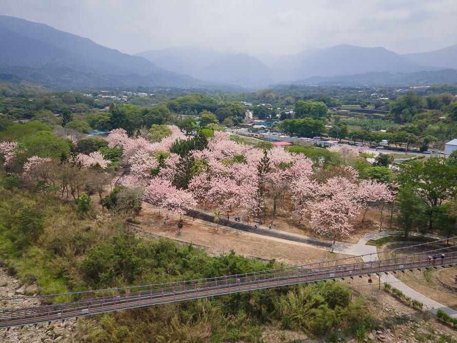 嘉義竹崎公園花旗木｜空拍視角下的大片粉紅花海，遠方為層疊山脈，下方有吊橋、溪床、林間步道，遊客散步其間。