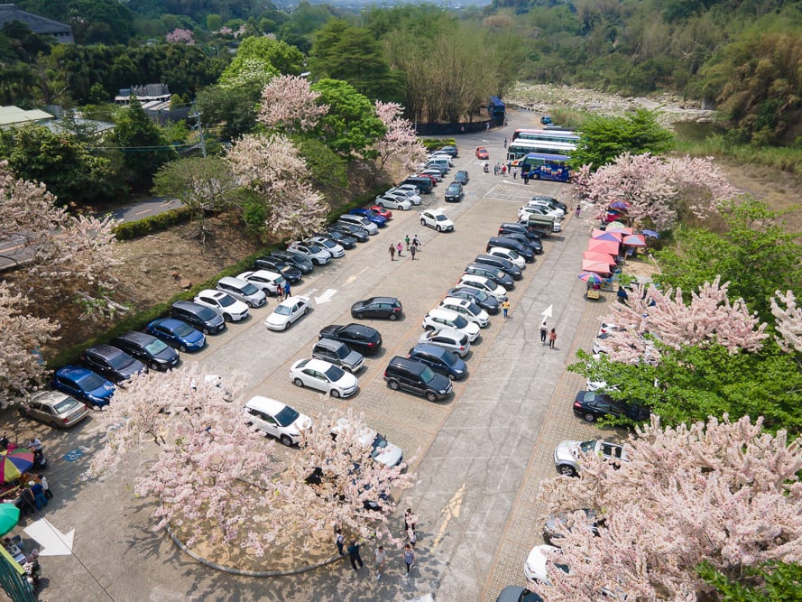嘉義竹崎公園花旗木｜高空俯瞰戶外停車場，斜向停滿多輛私家車，周邊環繞粉白花朵盛開的樹木，邊緣設有數個攤販帳篷，遠方有綠樹與溪流，幾名行人行走於車位間的通道。