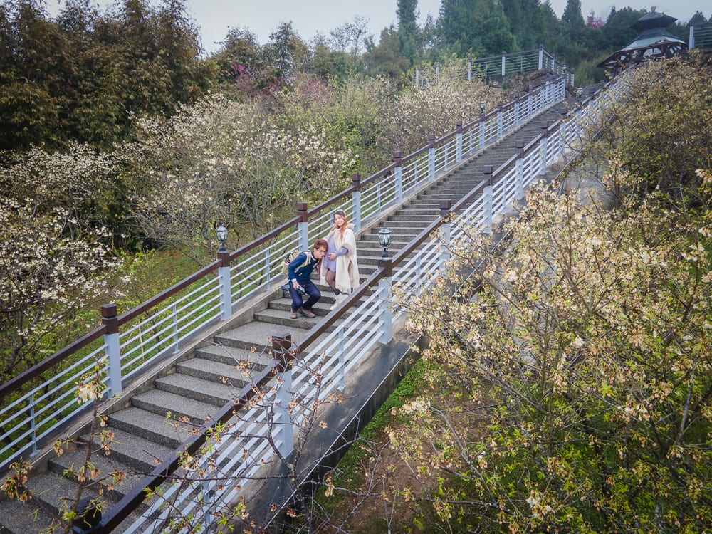 嘉義寒溪呢｜戶外階梯、情侶、櫻花樹、欄杆、涼亭、山坡。一對男女站在戶外長階梯中央，兩人雙手捧著女性微隆的腹部。斜