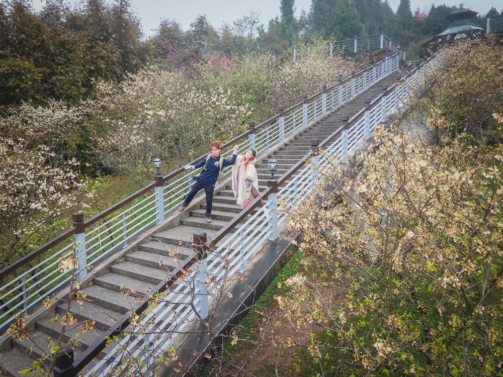 嘉義寒溪呢 階梯坡度、竹林小徑與霧日體驗