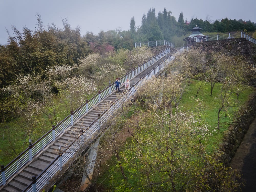 嘉義寒溪呢 櫻花季節與山區天氣判斷
