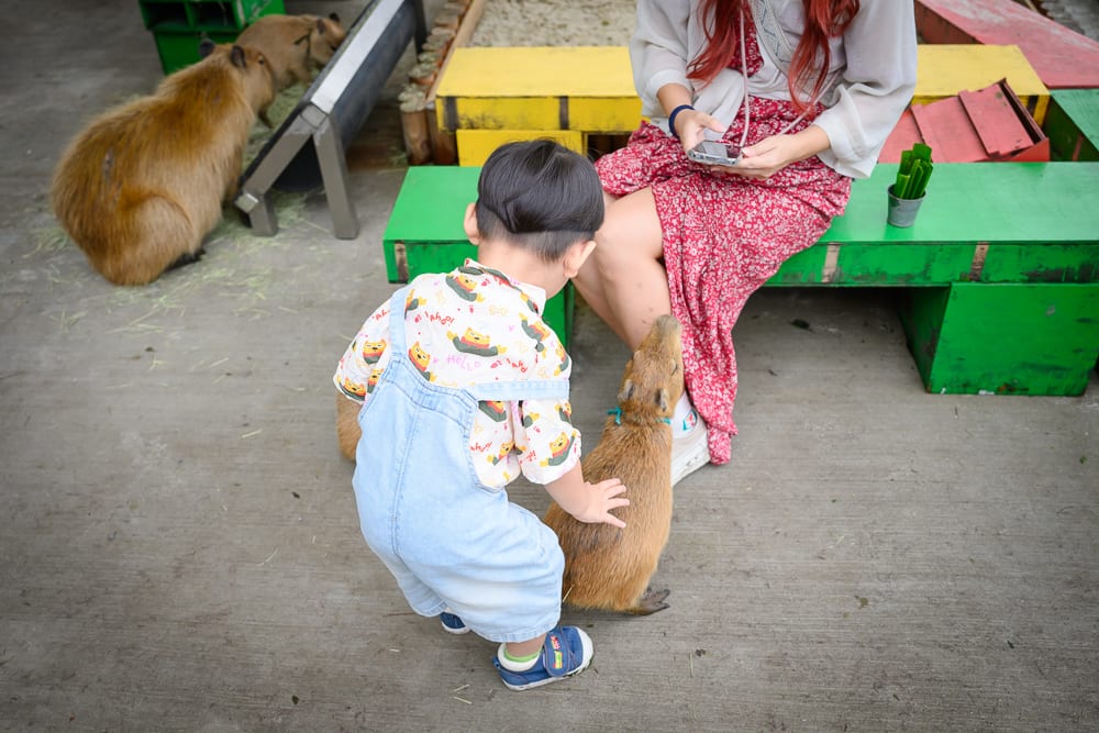 宜蘭斑比山丘｜小孩、水豚、女子、長椅、水泥地、園區。穿吊帶褲的小孩觸摸一隻水豚，坐在綠色長椅上的女子低頭看手機，另有水豚在水泥地飼料槽旁，現場擺放色彩鮮豔的木製矮凳。