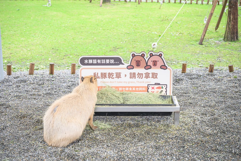 宜蘭斑比山丘｜草皮、碎石地、告示牌、水豚、飼料槽、乾草。一隻棕色水豚背對鏡頭，站在鋪滿碎石的地面上，低頭食用黑色飼料槽內的乾草，前方立著印有水豚插圖與文字的告示牌，背景為綠色草皮與幾根木樁。