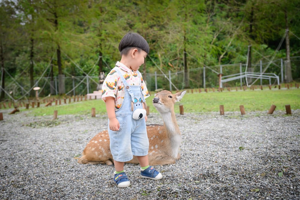 宜蘭斑比山丘｜男童、梅花鹿、碎石地、草皮、樹林、圍欄。短髮男童穿著印花襯衫與吊帶褲，站在鋪滿碎石的戶外場地，低頭看著一隻趴臥在地的梅花鹿，身後有綠草地、稀疏木樁與鐵絲網圍欄。
