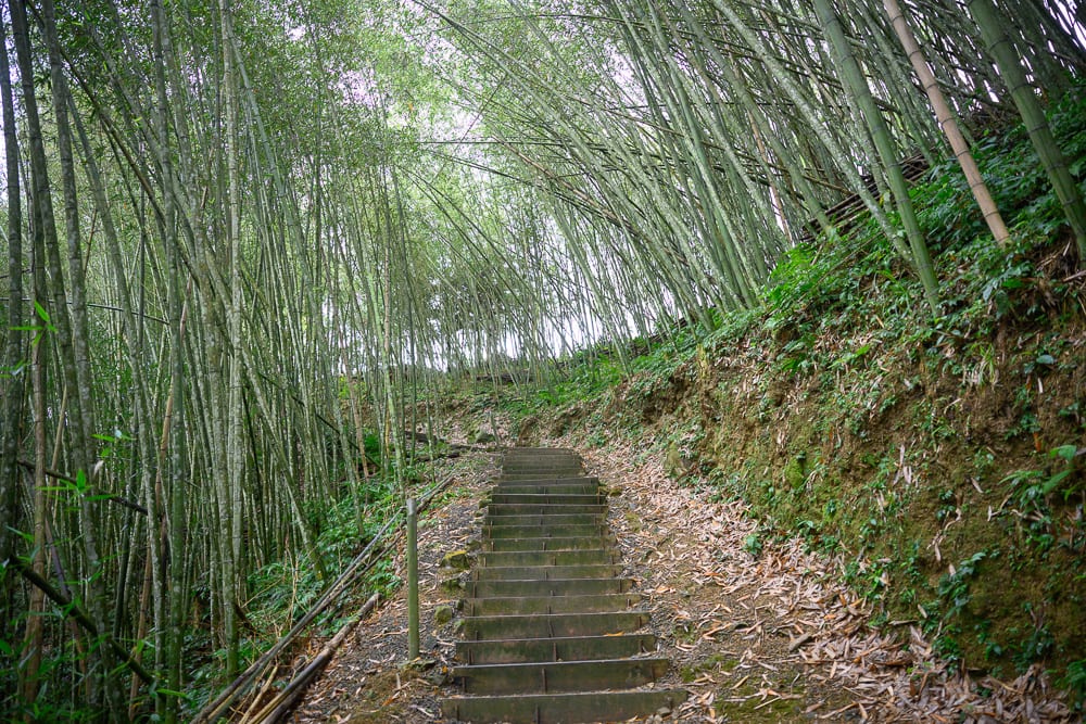 嘉義寒溪呢｜階梯、竹林、土坡，綠色竹林密佈山坡，階梯自下方延伸向上，坡面散落枯葉，兩側竹木扶手與密集的竹幹交織。