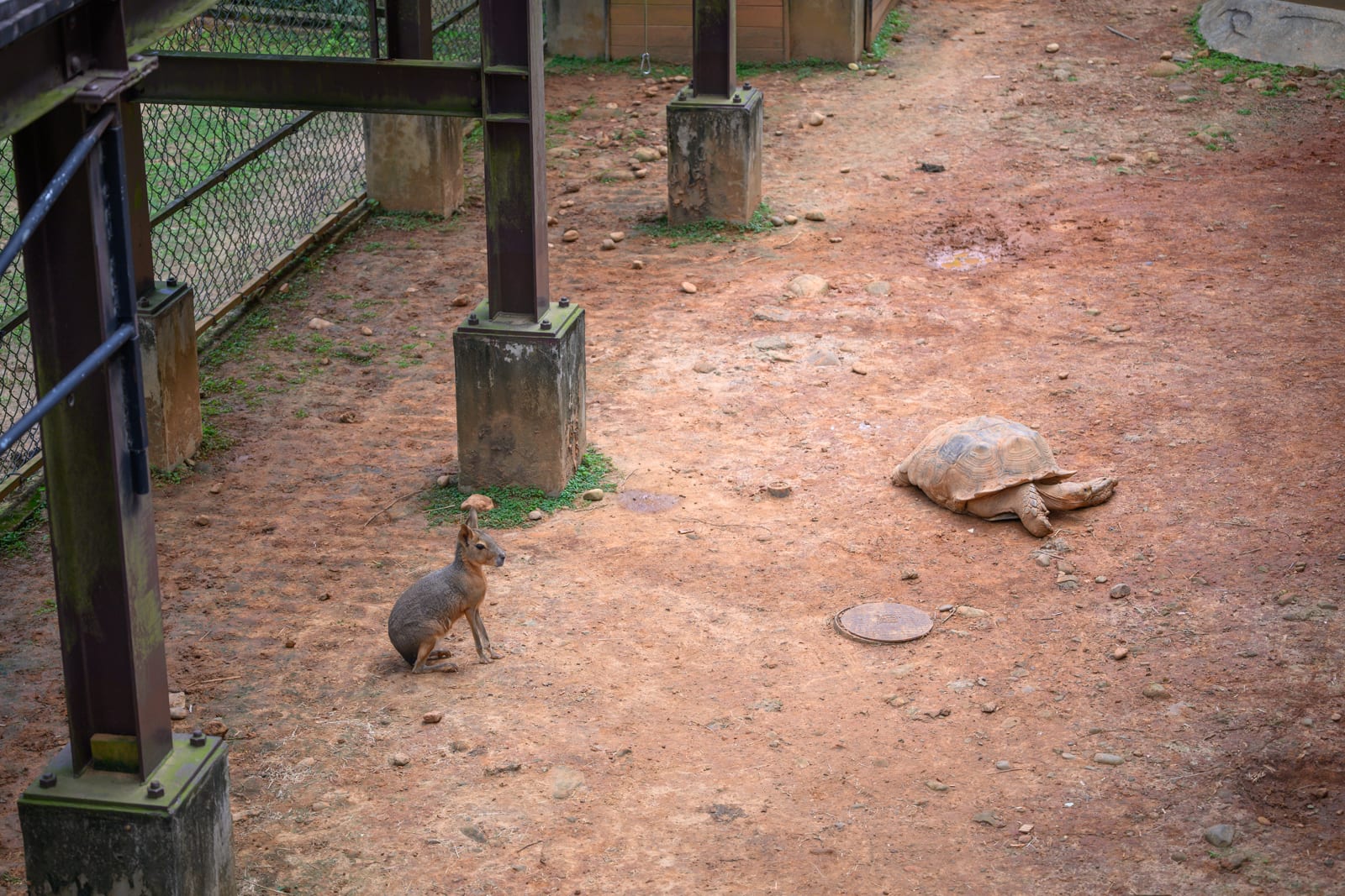 新竹六福莊關西｜紅土、鐵柱、金屬網、圍欄、動物園、室外，一隻小型哺乳動物與一隻大型陸龜在紅土地面上，陰天散射光照亮整個空間。