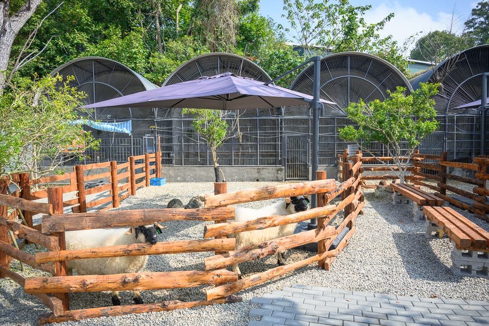 南投鹿芝谷生態景觀園區完整指南|餵羊、水豚與親子玩法 6 南投鹿芝谷|木柵欄,綿羊,遮陽傘,長凳,碎石地,鐵網圍欄,綠樹,戶外園區