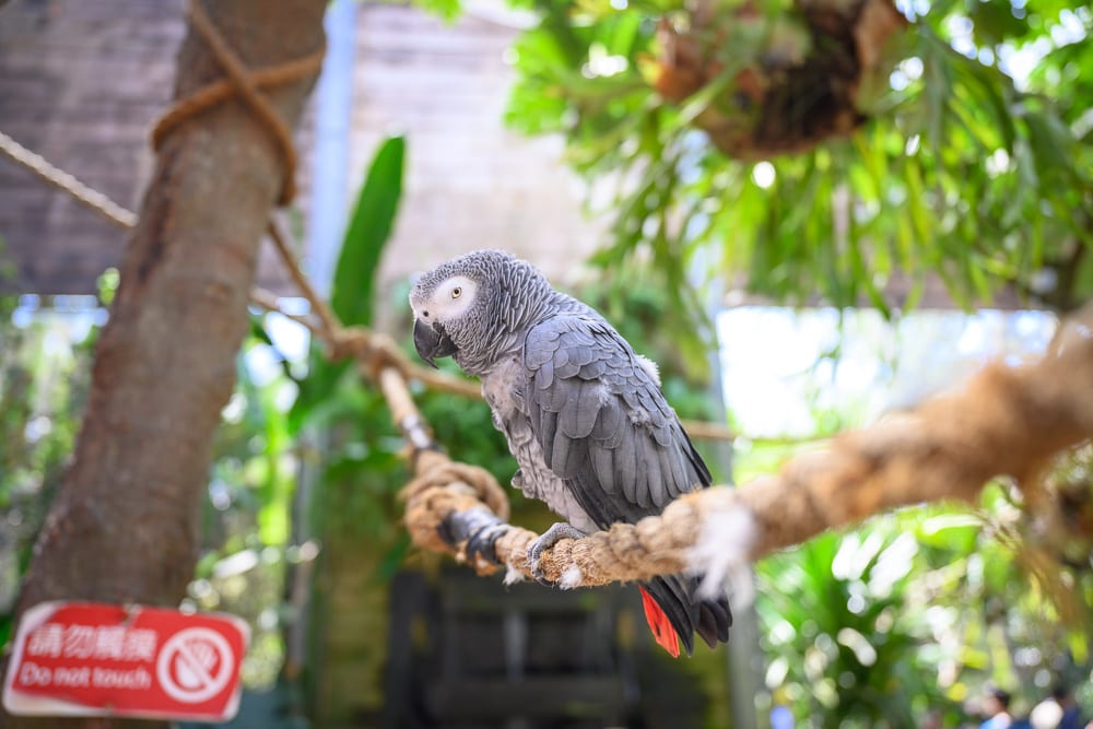新竹綠世界生態農場完整指南|動物區、林間步道與園內用餐 10 新竹綠世界|鸚鵡,粗麻繩,樹幹,綠葉,告示牌。一隻灰色非洲灰鸚鵡站在粗麻繩上,尾羽帶有紅色,背景為綠色植物與木柱,左下方設有紅底白字的請勿觸摸告示牌,光線均勻散落。