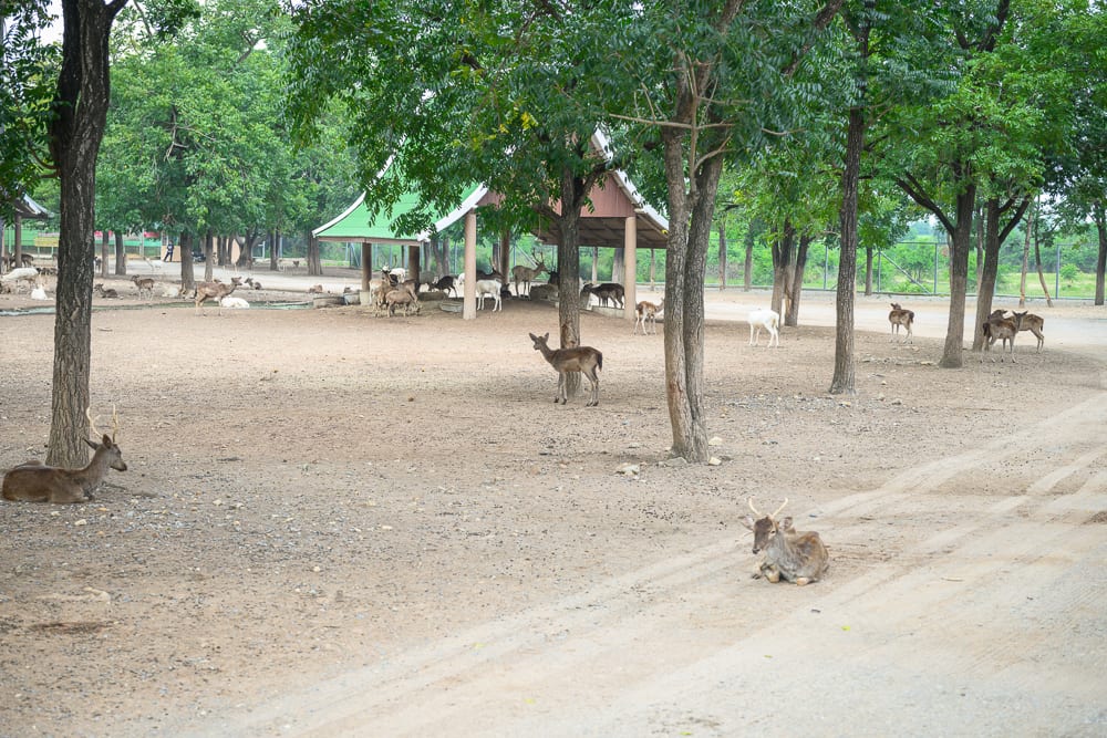 泰國北碧府野生動物園完整攻略|花豹長頸鹿與裝飾景觀玩法解析 2 泰國北碧北碧府野生動物園 行前重點與現場環境