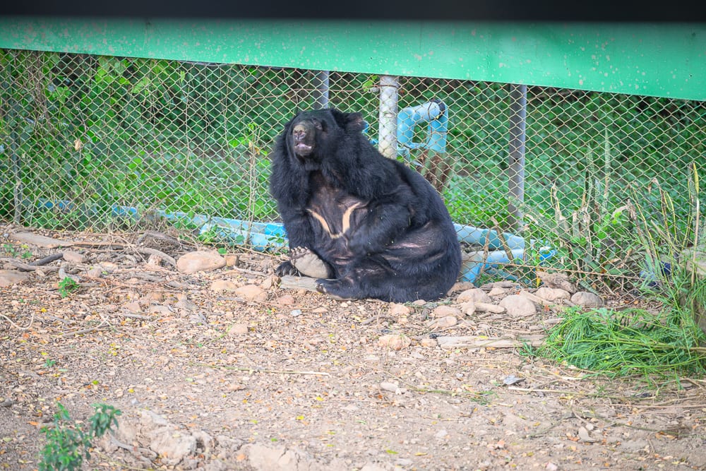 泰國北碧府野生動物園完整攻略|花豹長頸鹿與裝飾景觀玩法解析 3 泰國北碧北碧府野生動物園 花豹、黑熊、長頸鹿與斑馬的戶外籠舍實況