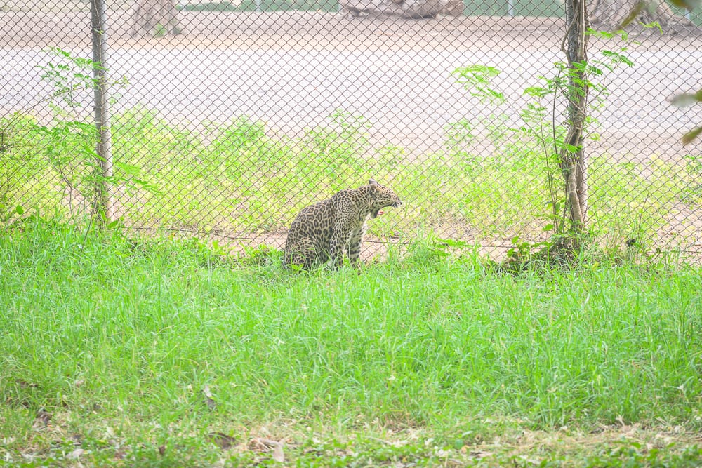 泰國北碧府野生動物園完整攻略|花豹長頸鹿與裝飾景觀玩法解析 12 泰國北碧北碧府野生動物園|草地、花豹、鐵絲網、金屬網籠、雜草,一隻斑紋花豹蹲坐在綠色草地上,張開嘴巴,背景為細密金屬網圍欄與泥