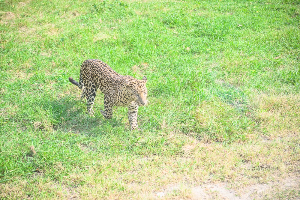 泰國北碧府野生動物園完整攻略|花豹長頸鹿與裝飾景觀玩法解析 11 泰國北碧北碧府野生動物園|一隻花豹,草地,綠草,斑點,野生動物,戶外環境。一隻具備黑斑紋路的貓科動物正踩在茂密的綠色草皮上移動